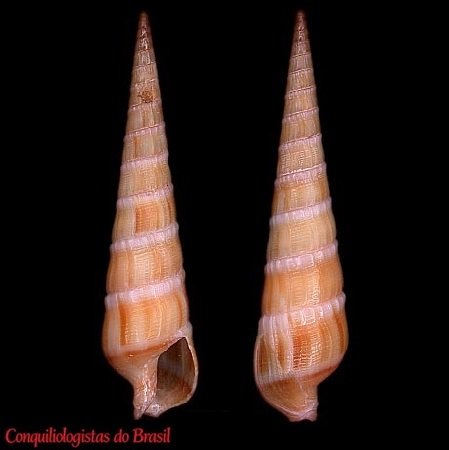 Neoterebra spirosulcata