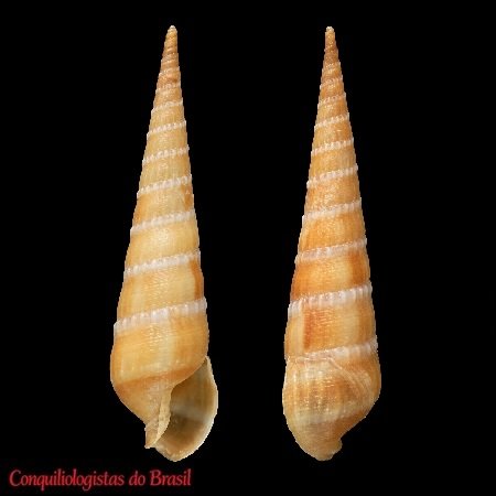 Neoterebra spirosulcata (Simone & Costa, 1999)