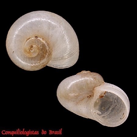Skenea valvatoides (Jeffreys, 1883)