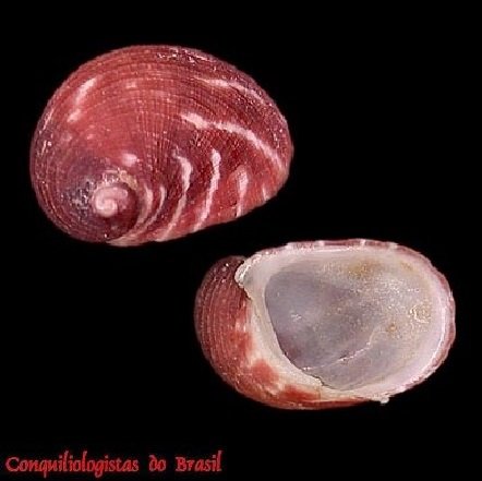 Synaptocochlea picta (A. d'Orbigny, 1847)