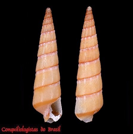 Neoterebra brasiliensis (E. A. Smith, 1873)