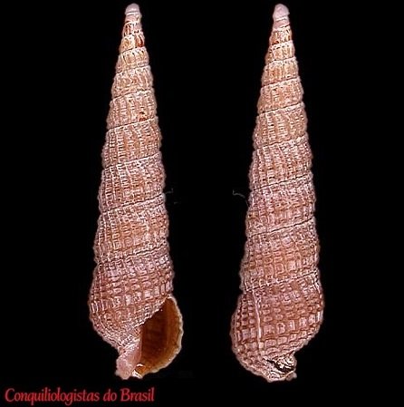 Neoterebra leptapsis (Simone, 1999)