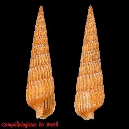 Neoterebra protexta (Conrad, 1846)