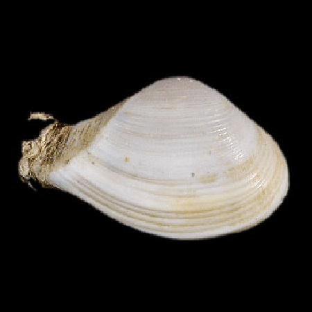 CORBULIDAE