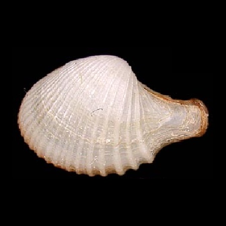 CUSPIDARIIDAE