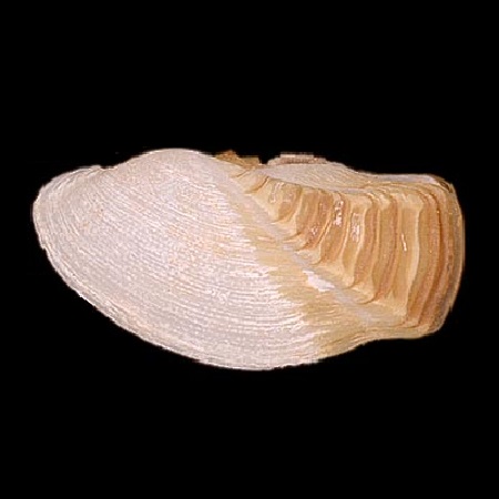 GASTROCHAENIDAE