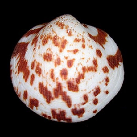 GLYCYMERIDIDAE