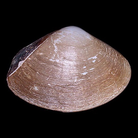 MACTRIDAE
