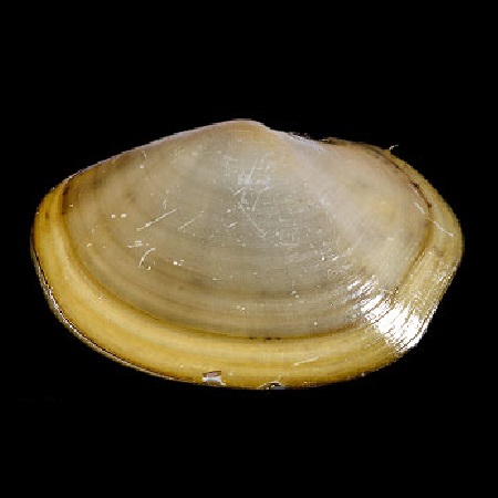 MALLETIIDAE