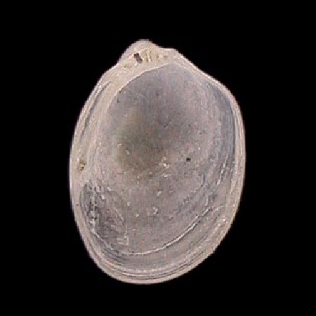 NUCINELLIDAE