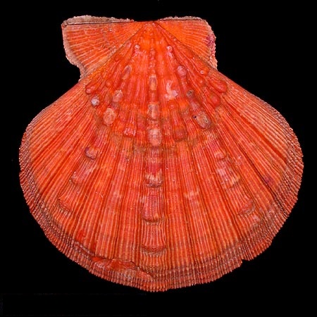 PECTINIDAE