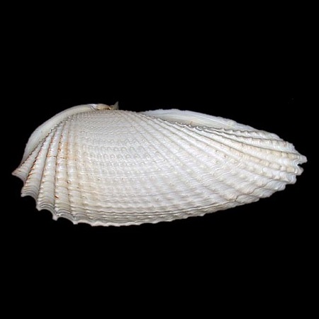 PHOLADIDAE