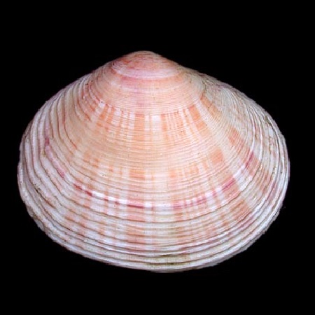SEMELIDAE