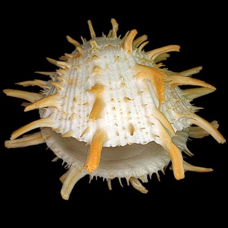 SPONDYLIDAE