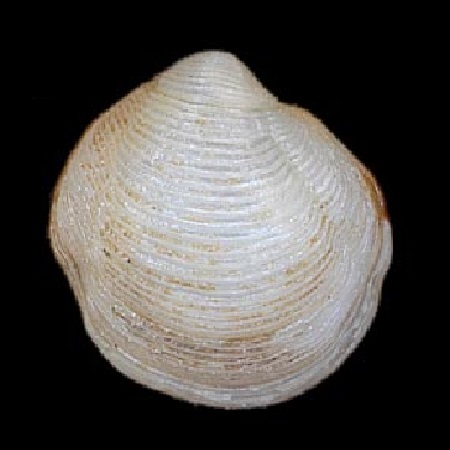 THYASIRIDAE