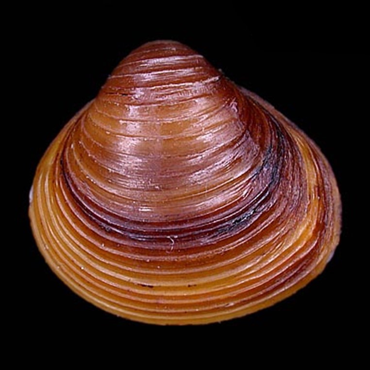 CYRENIDAE