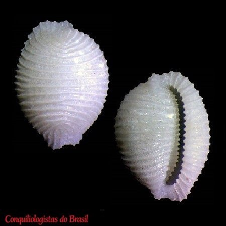 Dolichupis akangus Simone & C. Cunha, 2012