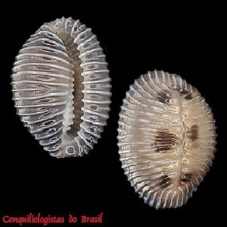 Pusula pediculus (Linnaeus, 1758)