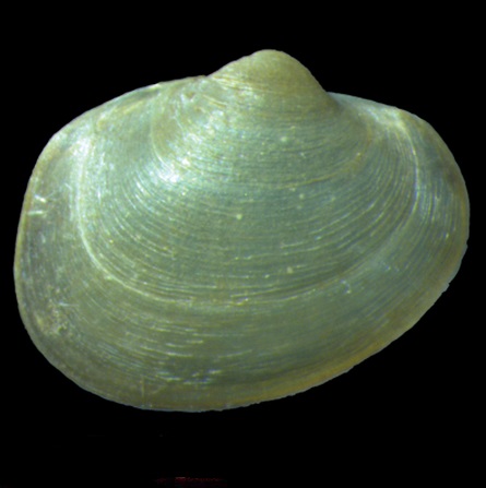 SPHAERIIDAE