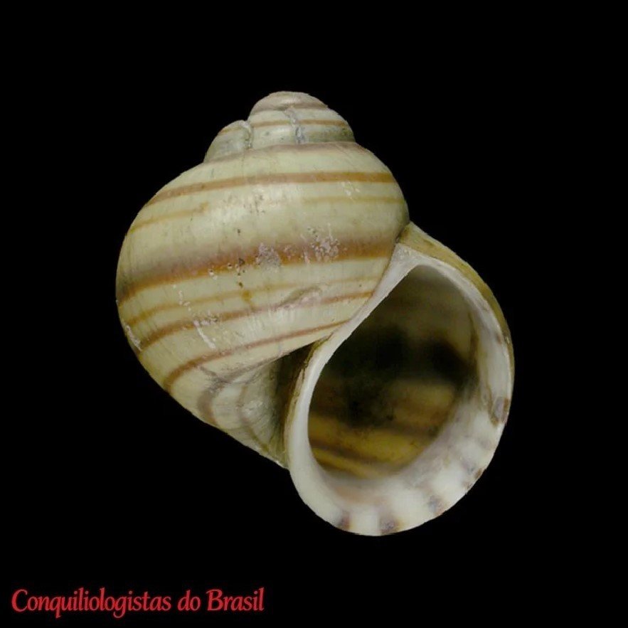 Asolene platae (Maton, 1811)