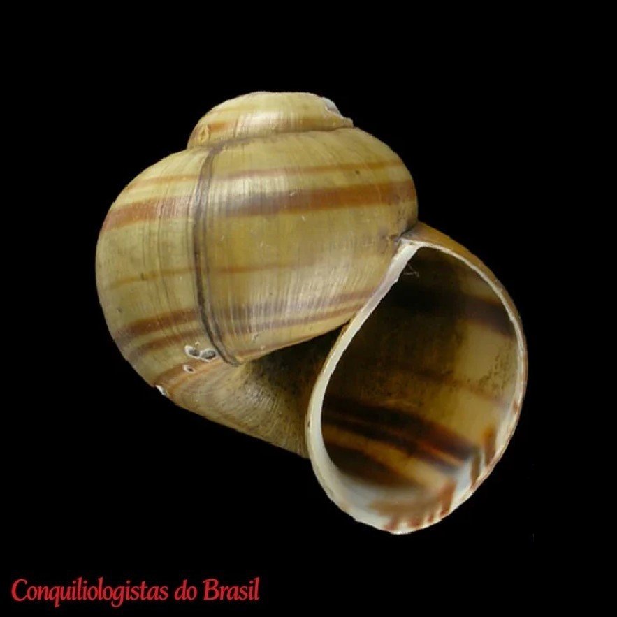 Asolene spixii (A. d'Orbigny, 1838)