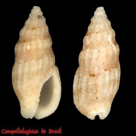Enaeta baili Crabos, 2024
