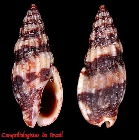 Enaeta leonardhilli (Petuch, 1988)