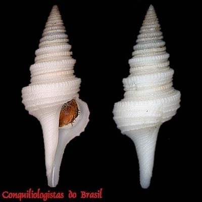 Cryptogemma periscelida