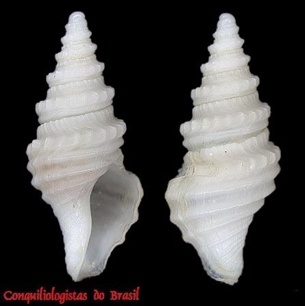 Gemmula mystica
