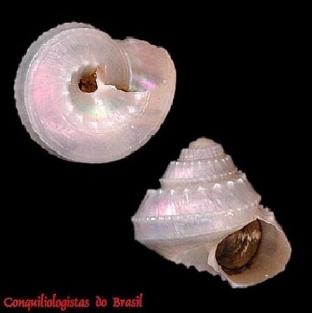 Lamellitrochus carinatus Quinn, 1991