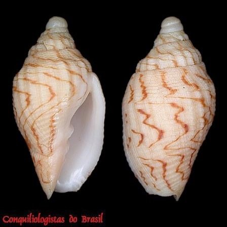 Minicymbiola corderoi (Carcelles, 1953)