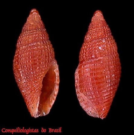 Mitromorpha biplicata