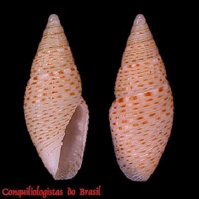 Mitromorpha braziliensis