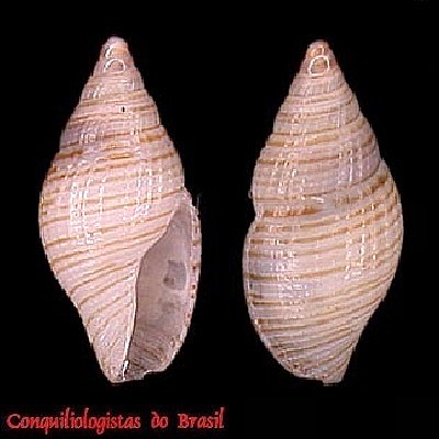 Mitromorpha canopusensis