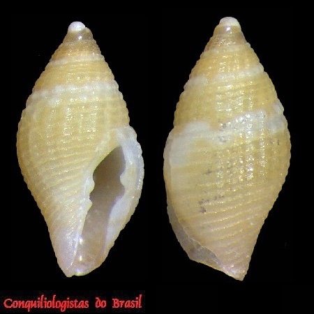 Mitromorpha mirim