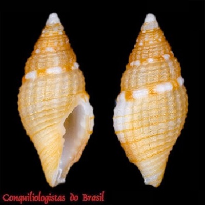 Mitromorpha sama