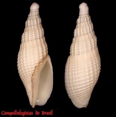 Nanomelon viperinus Leal & Bouchet, 1989