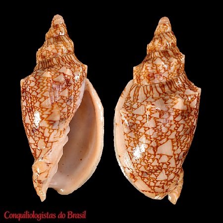 Odontocymbiola americana americana (Reeve, 1856)