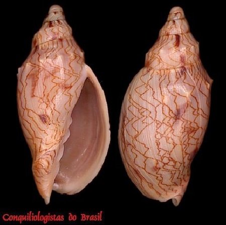 Odontocymbiola americana cleryana (Petit de la Saussaye, 1856)