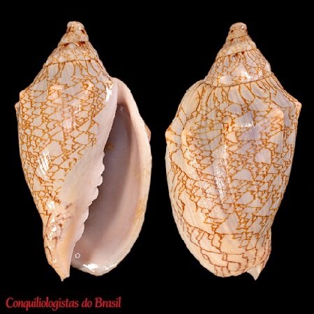 Odontocymbiola americana saotomensis