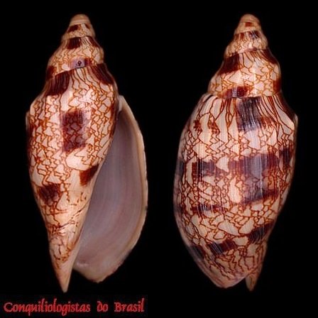 Odontocymbiola americana macaensis Calvo & Coltro, 1997