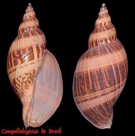Odontocymbiola simulatrix Leal & Bouchet, 1989