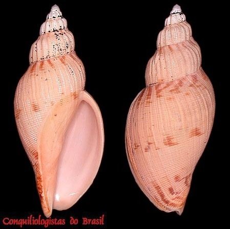 Odontocymbiola simulatrix nana Allary & T. Cossignani, 2015