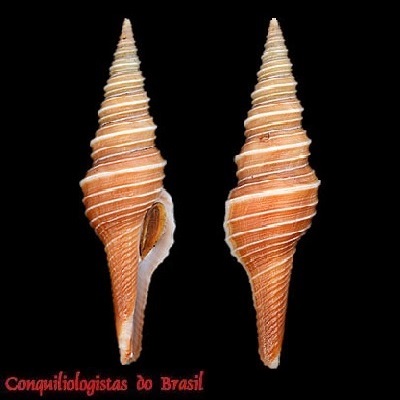 Polystira barretti