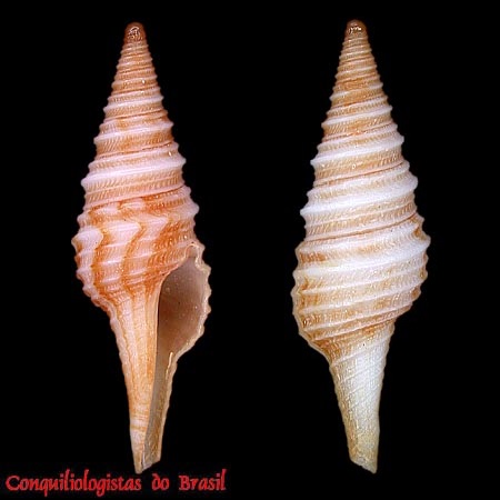 Polystira florencae