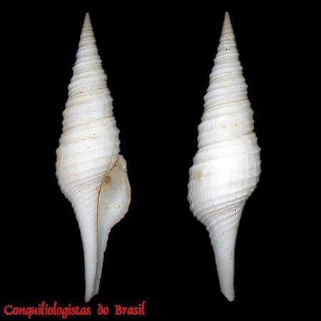 Polystira tellea