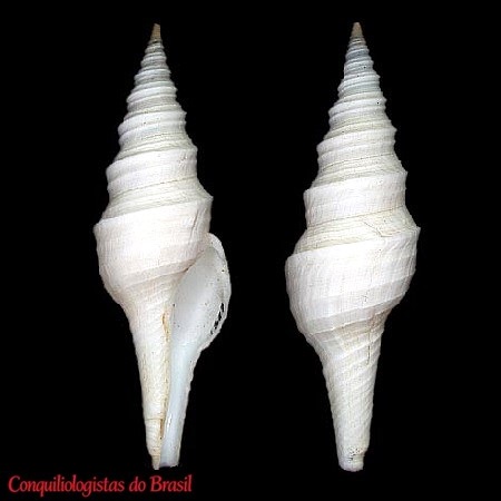 Polystira coltrorum