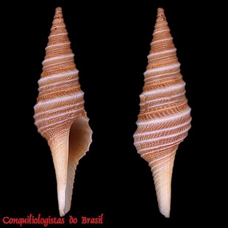 Polystira formosissima