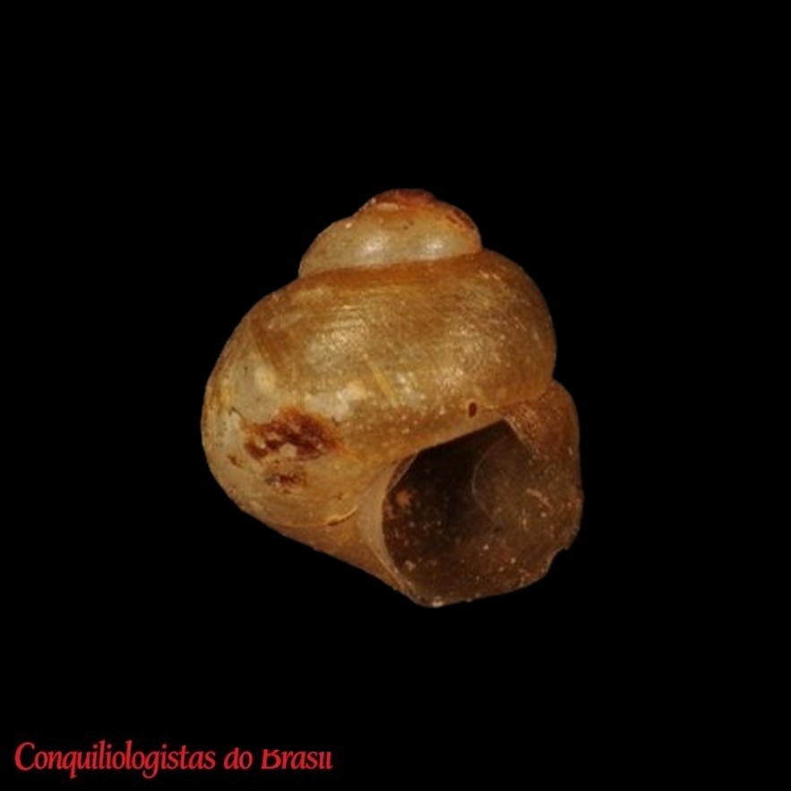 Potamolithus paranensis Pilsbry, 1911