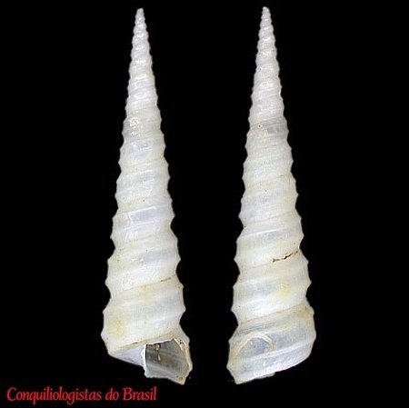 Turritella hookeri Reeve, 1849